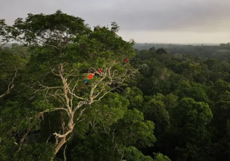 Investigação revela envio de madeira amazônica extraída ilegalmente para hotéis de luxo e circuito de Fórmula 1 nos EUA
