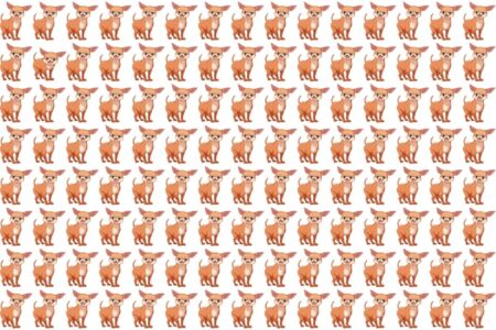 Desafio visual propõe encontrar pinscher diferente em 20 segundos